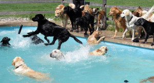 dog pool party j thoendell stashed this in dogs