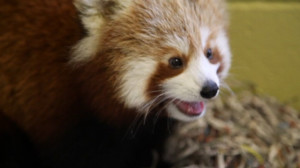 Why Are Red Pandas Endangered