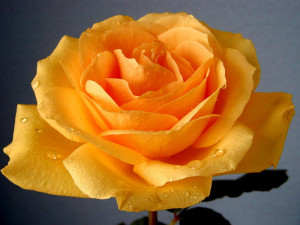 Roses Orange Rose