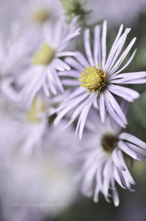 Wordless Wednesday ~ Autumn Attention Seekers