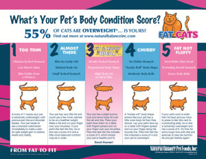 How Do Pets Become Overweight?