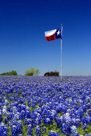 Texas, Blue Bonnets, Texas Flags, God Blessed, Flagstaff, Texas ...