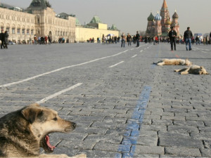 Three of Moscow's estimated 26,000 stray dogs lie in Red Square on a ...