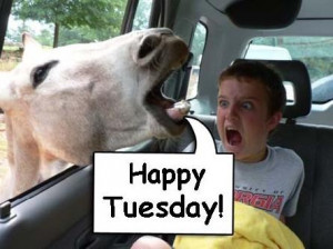 Happy Tuesday Tweety Graphic