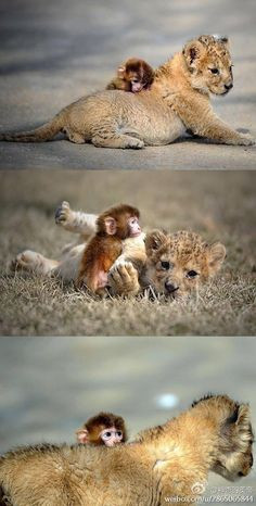 Panda you are the fierce lion and I am the little red monkey lol