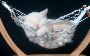 ... relaxation check out the gallery of cutest animals ever just relaxing