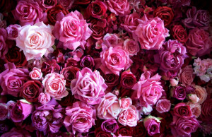 roses_flowers_buds_many_flower_36014_1850x1200.jpg