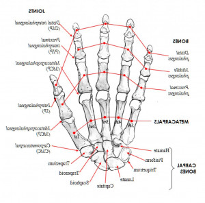 Human Hand Bones Anatomy