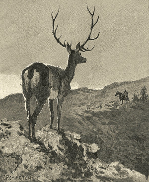 An Elk