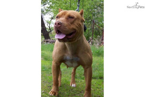 pr-ukc-ripped-and-athletic-true-pitbulls-dog-american-pit-bull-terrier ...
