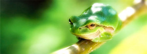 Happy-Frog-Facebook-Cover-Photo