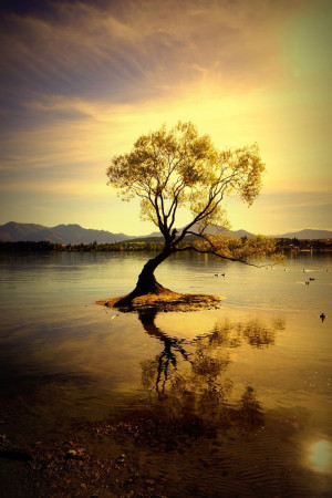 Golden tree illuminated in a golden sunset. Lake Wanaka, South Island ...