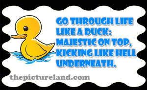 Live Like A Duck Funny Sayings Pictures