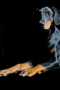 Doberman with uncropped ears. Looks like a hound dog! So sweet! More