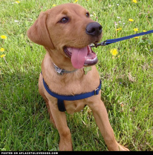 Gorgeous Fox red Labrador puppy Bear 19 weeks old happy to be out for ...