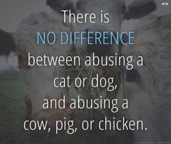 ... animal liberation vegetarian compassion alice walker vegan quotes