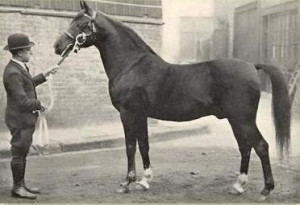 ... stables, and eventually came to own three large stables of 600 horses