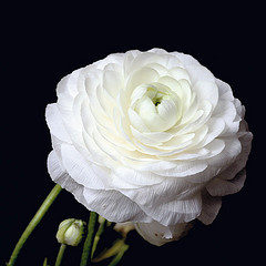 ... (LimonVerde) Tags: white black flower quote blume goethe ranunkel