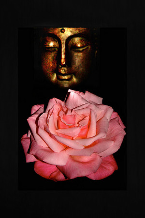 Buddhas Rose