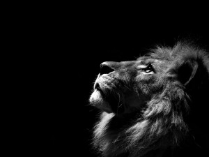 Lion-black-background-free-wallpapers-30954.jpg