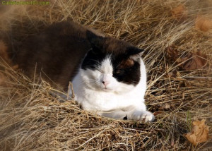 quote-make hay while the sun shines-feral-cat-cat wisdom 101- feline ...