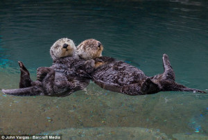 Inseparable: A pair of northern sea otters hold hands while floating ...