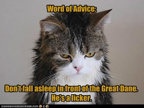 ... Fall Asleep In Front Of The Great Dane. He’s A Licker. ~ Cat Quotes