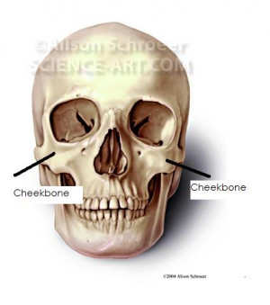 High Cheekbones vs Low Cheekbones