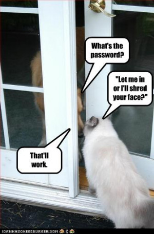 funny-pictures-cat-knows-the-password