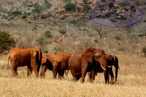 Savanna Elephants Wallpaper