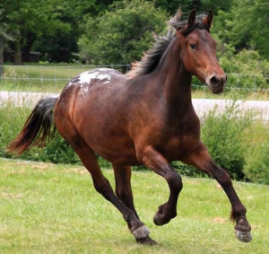 Friesian/Appaloosa 3 yr Mare, bay With Snowcap