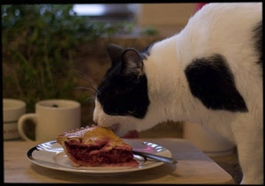 Related Pictures cats cherry blossom03 funny cats cherry blossom