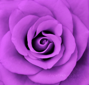 purple rose flower beautiful purple rose flower images awesome purple