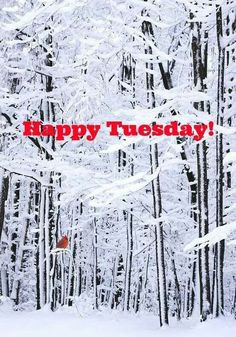 Happy Tuesday in the snow...