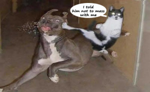 Animals With Funny Quotes 2013