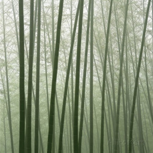 Chinese Bamboo Trees Stock...