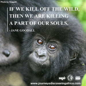 Wise words from the conservationist Jane Goodall. Photo © Hogget