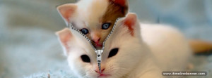 Cute Kitten on toy Facebook Timeline Cover