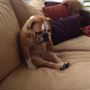 Cute English Bulldog napping sitting up