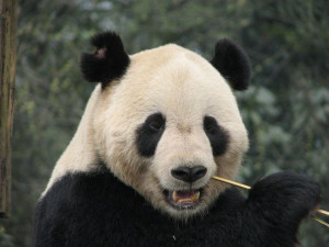 ... Pictures racism like panda black white asian funny jokes racist