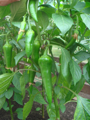 Sweet bell pepper (Capsicum annuum) unripe green fruits macro photo of ...