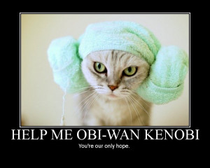 the princess leia hairstyle is worn by all the great princess leia cat ...