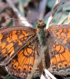 the pearl crescent butterfly or the northern pearl crescent