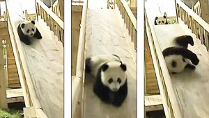 Cute panda babies playing on a slide