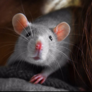 My pet rat, Tink (Tinkerbelle) ♥ She's the sweetest xo