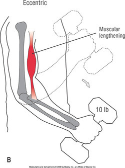 Concentric and Eccentric Muscle Contractions