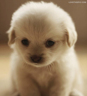 Cute Fluffy Puppy Pictures, Photos, and Images for Facebook ...