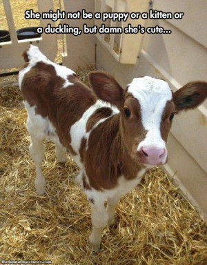 Baby Cows Deserve Their Place On The Internet