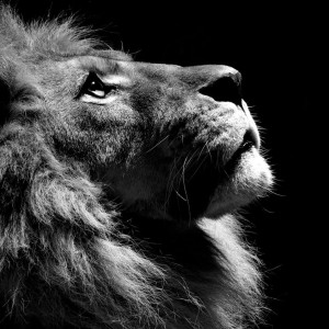 黑白艺术狮子ipad壁纸