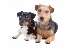 Stock photo Jack Russel Terrier dog and mixed breed dog isolated on